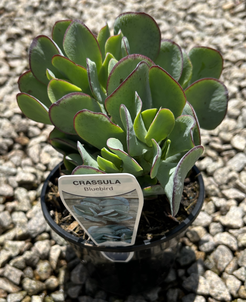 Crassula 'Bluebird'