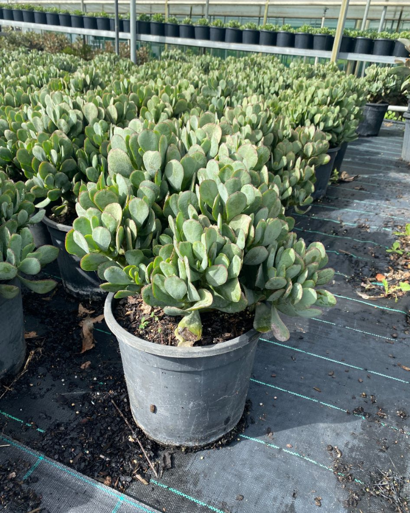 Crassula 'Bluebird'