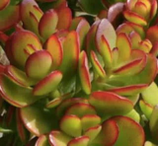 Crassula ovata ‘Crosby Red’