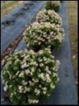 Crassula ovata 'Compacta' (Compact Jade Plant)