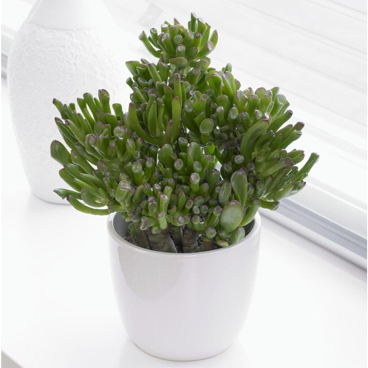 Crassula ovata ‘Hobbit’ (Hobbit Jade Plant)