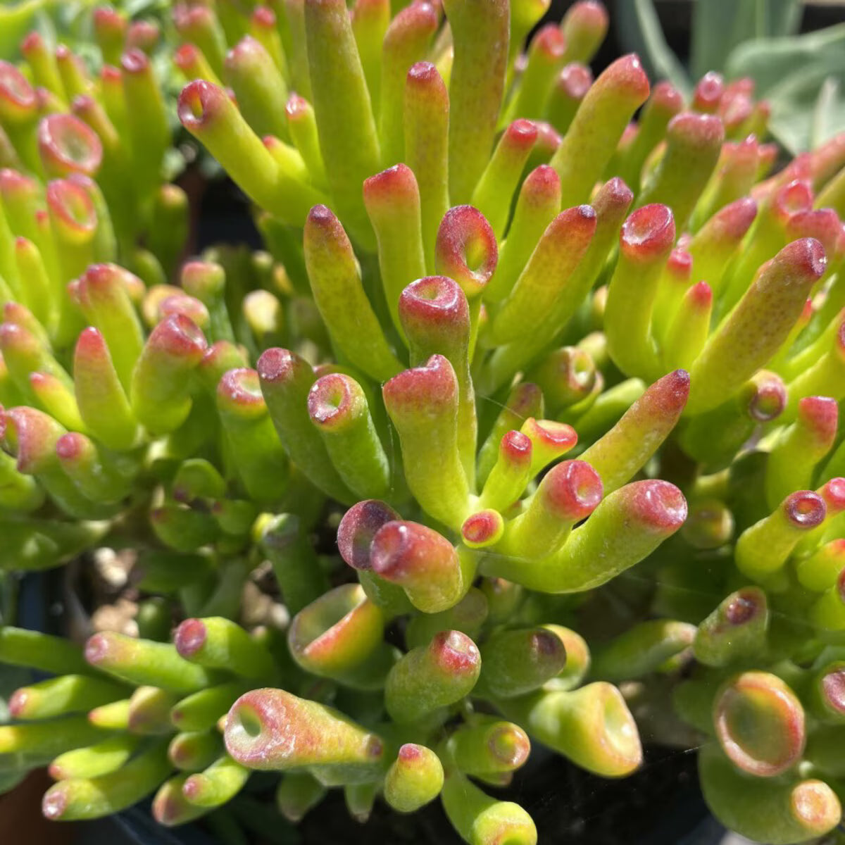 Crassula ovata ‘Hobbit’ (Hobbit Jade Plant)