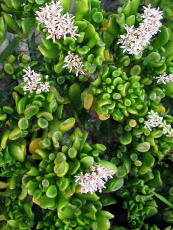 Crassula ovata ‘Hobbit’ (Hobbit Jade Plant)