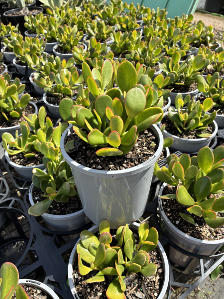 Crassula Ovata ‘Hummel’s Sunset’