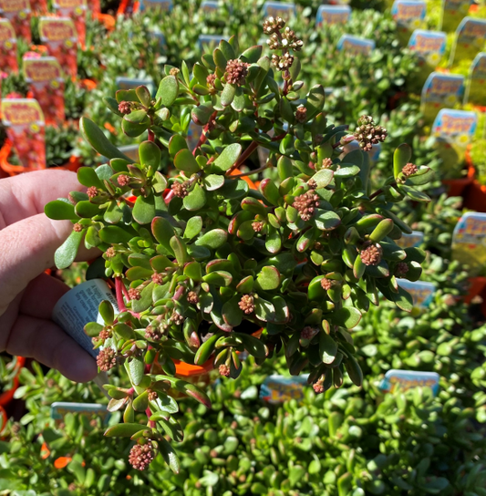 Crassula Atropurpurea Var. Anomala (Red Carpet Crassula)