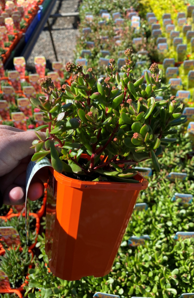 Crassula Atropurpurea Var. Anomala (Red Carpet Crassula)