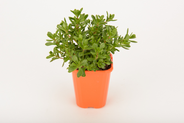 Crassula Atropurpurea Var. Anomala (Red Carpet Crassula)
