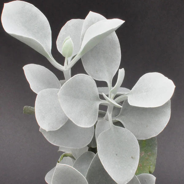 Kalanchoe Bracteata (Silver Spoons)