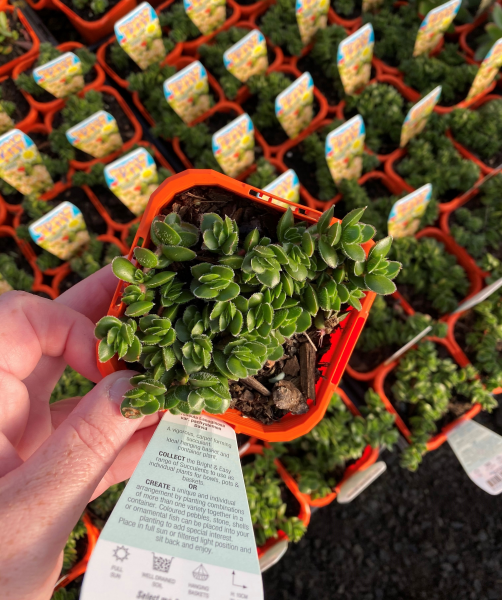Crassula Lanuginosa Var. Pachystemon (David Crassula)