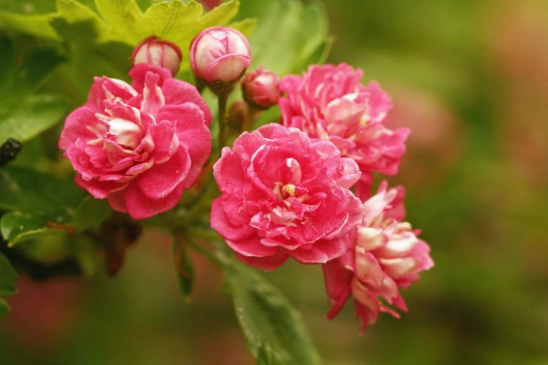 Crataegus laevigata 'Paul's Scarlet' (Paul's Scarlet Red Flowering Hawthorn)