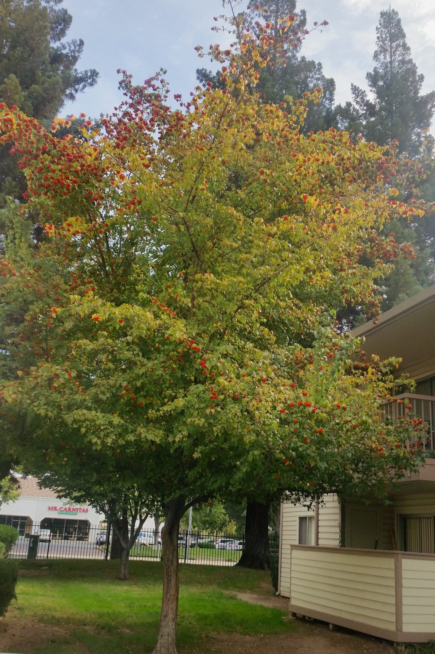 Crataegus phaenopyrum (Washington Hawthorn)