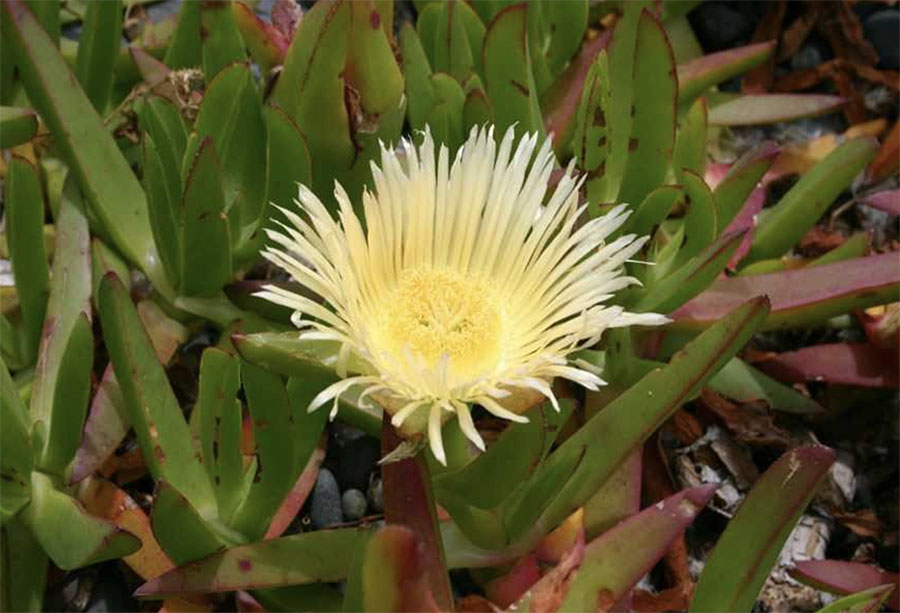 Carpobrotus Glaucescens (Pigface)
