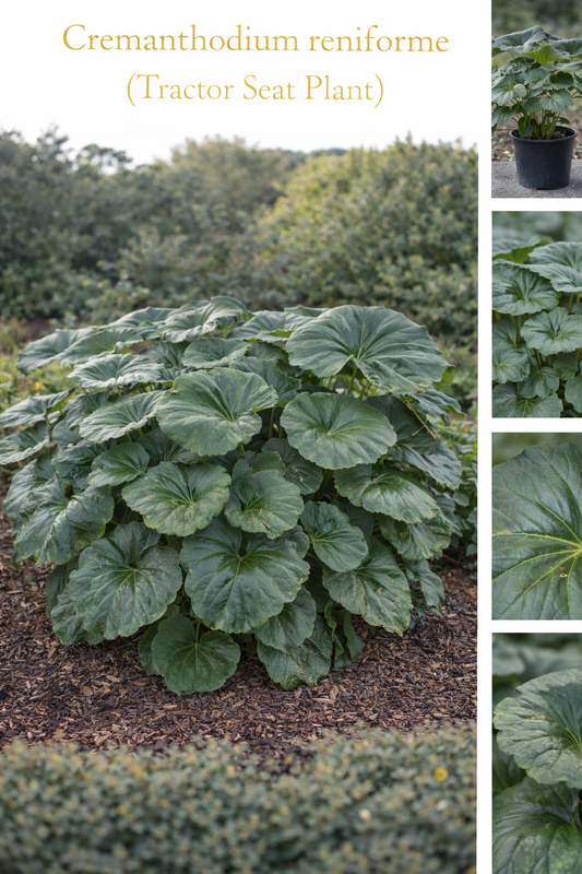 Cremanthodium Reniforme (Tractor Seat Plant)