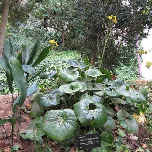Cremanthodium Reniforme (Tractor Seat Plant)