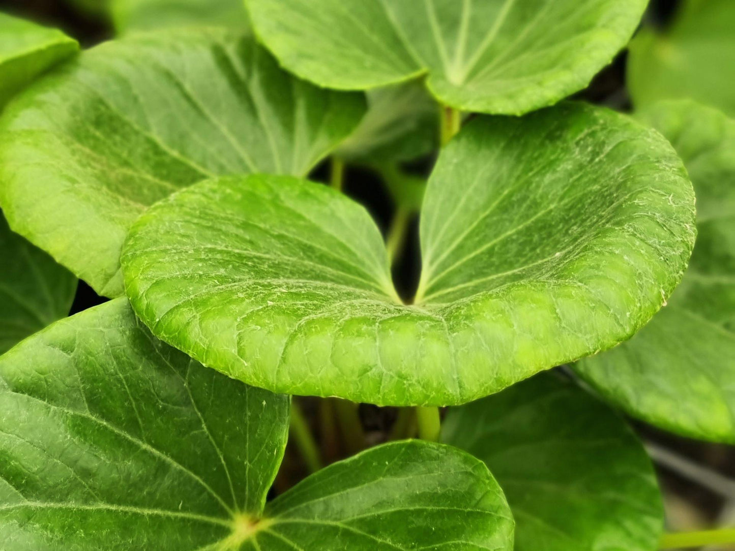 Cremanthodium Reniforme (Tractor Seat Plant)