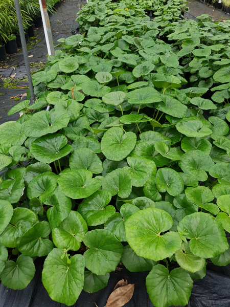 Cremanthodium Reniforme (Tractor Seat Plant)