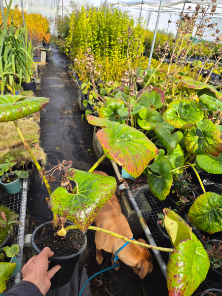 Cremanthodium Reniforme (Tractor Seat Plant) CLEARANCE