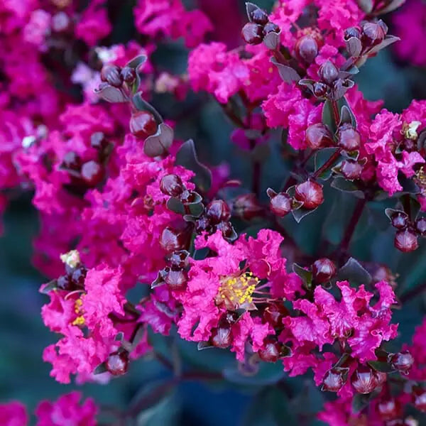 Lagerstroemia ‘Diamonds in the Dark® Mystic Magenta’ – Crepe Myrtle