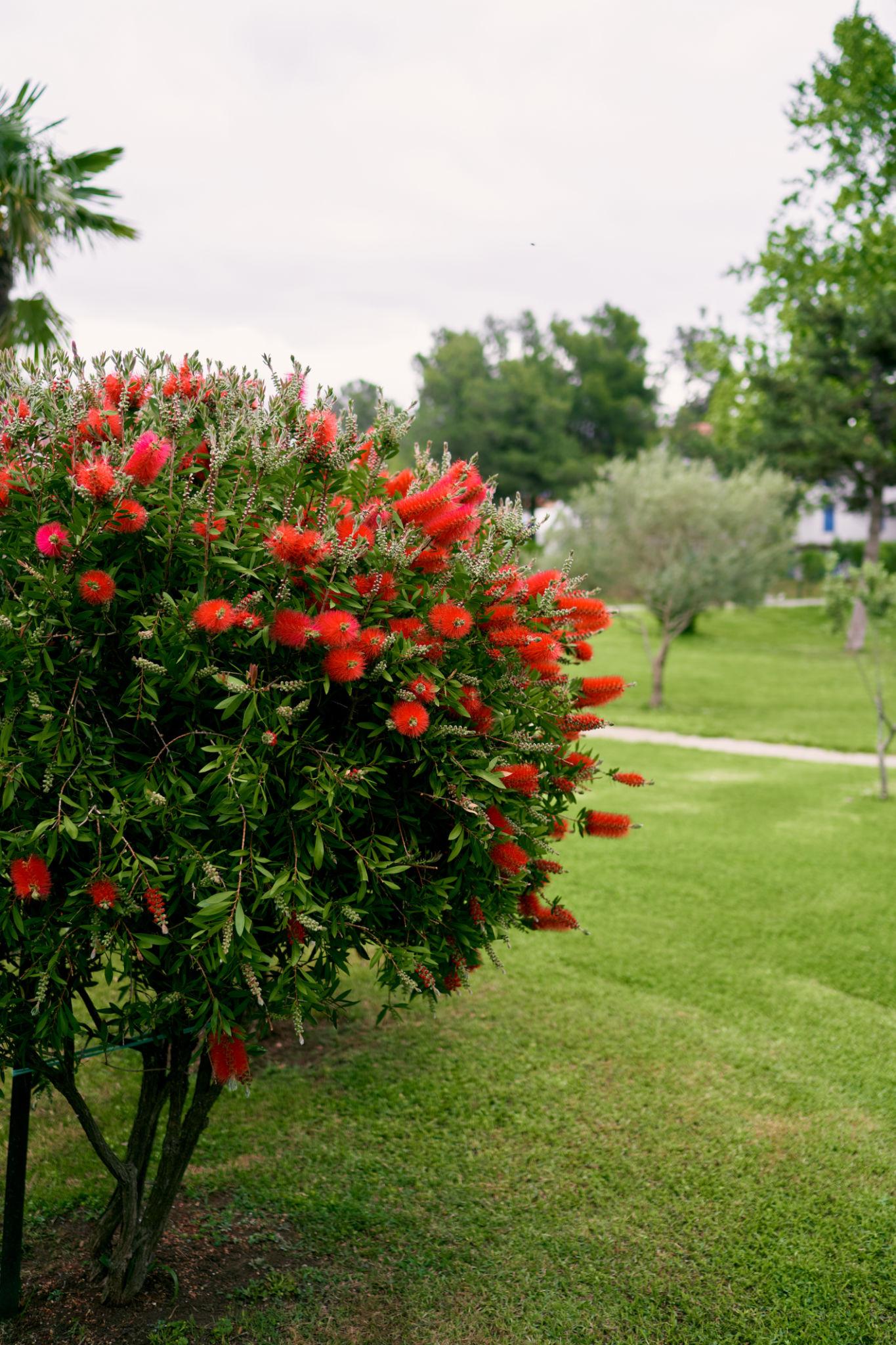 Callistemon Citrinus (Crimson Bottlebrush)