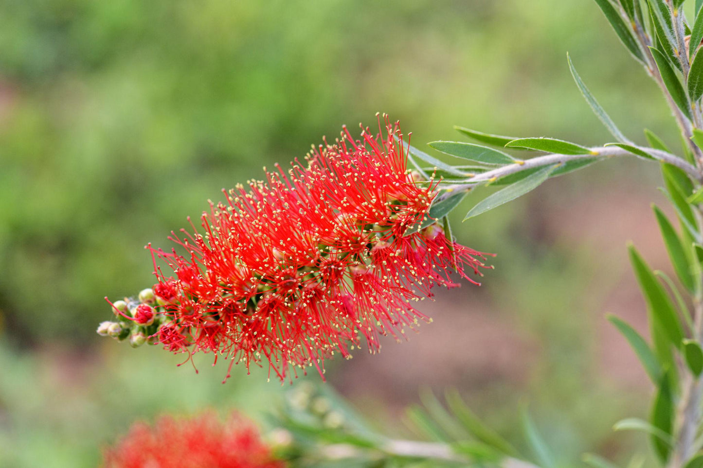 Callistemon Citrinus (Crimson Bottlebrush)