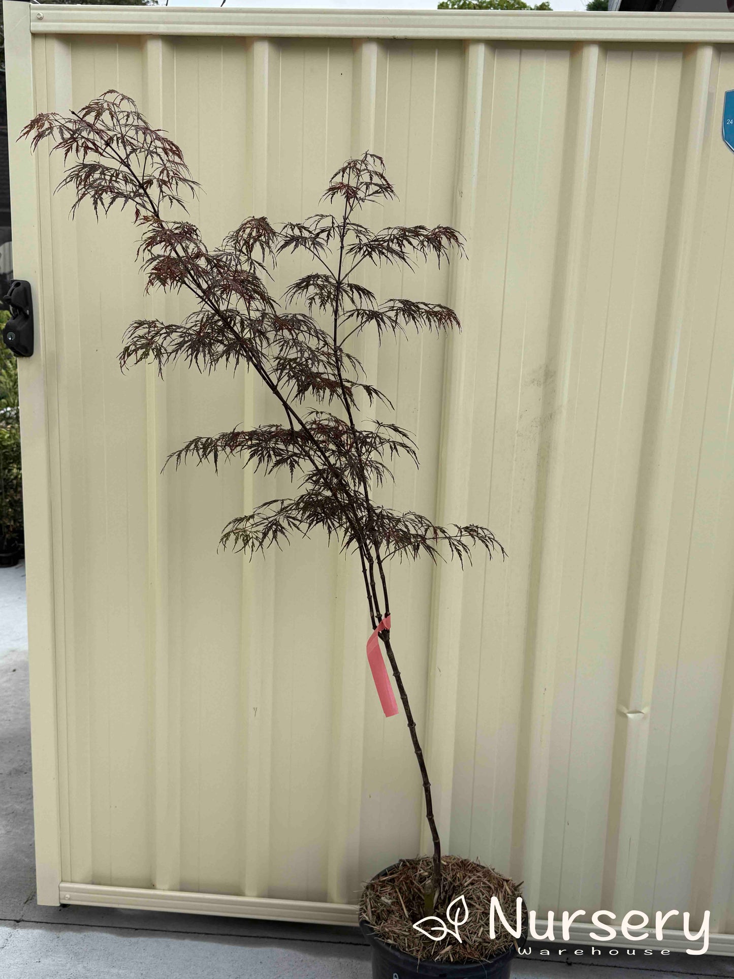 Acer Palmatum 'Crimson Wave' (Crimson Wave Japanese Maple)