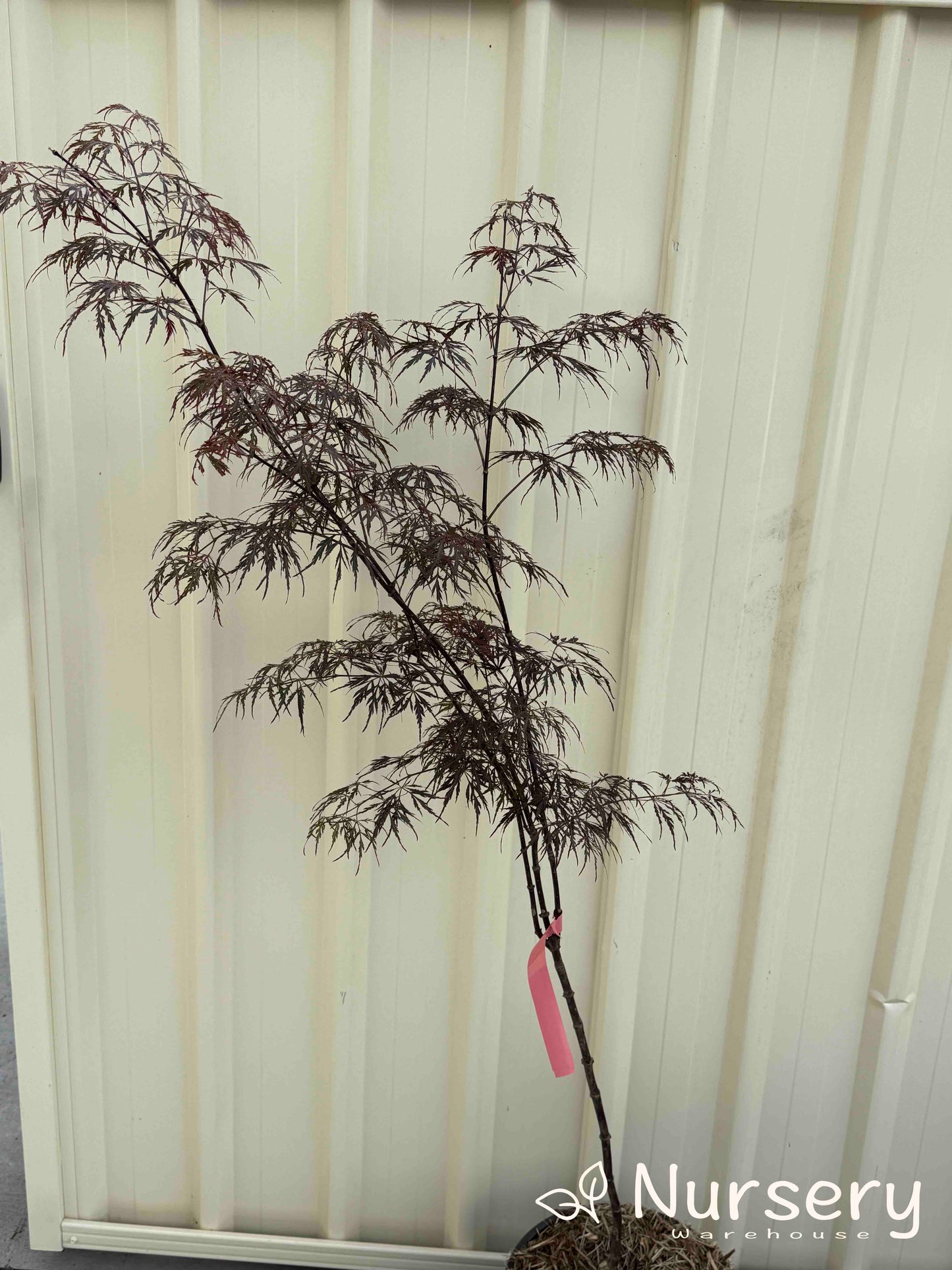 Acer Palmatum 'Crimson Wave' (Crimson Wave Japanese Maple)