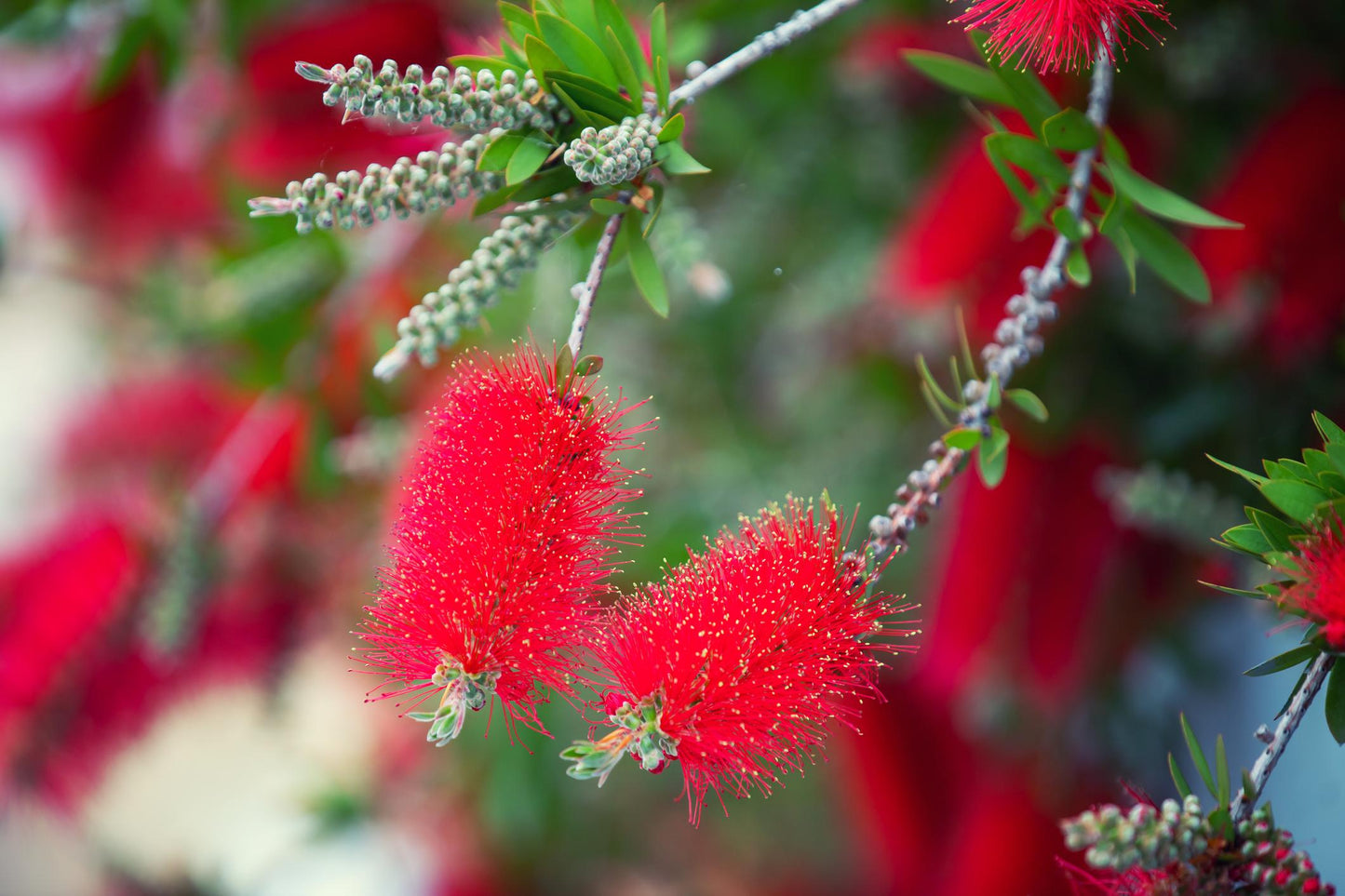 Callistemon Citrinus (Crimson Bottlebrush)