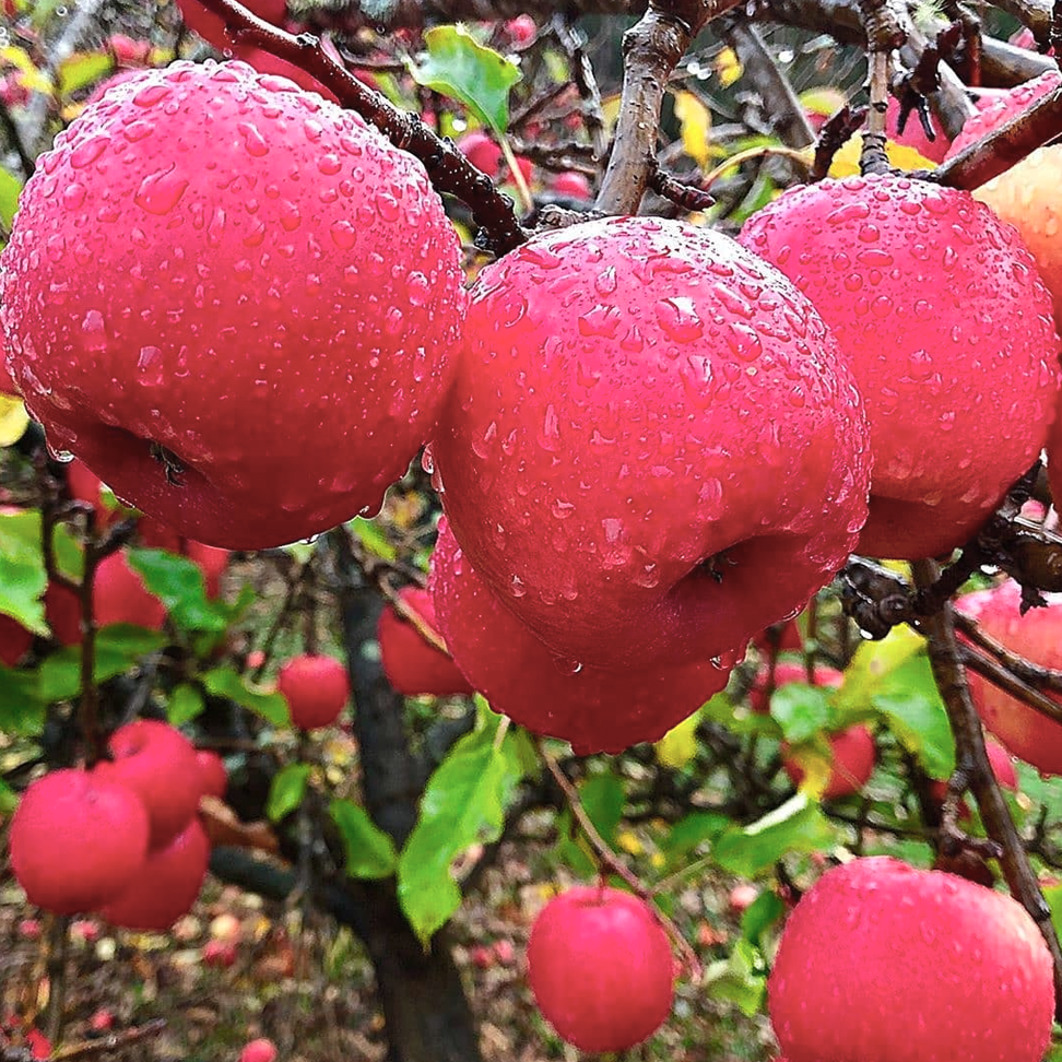 Malus Domestica 'Pinkabelle' (Dwarf Pink Lady Apple)