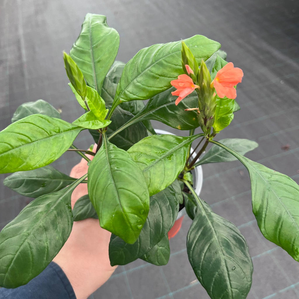 Crossandra infundibuliformis (All About Colour)