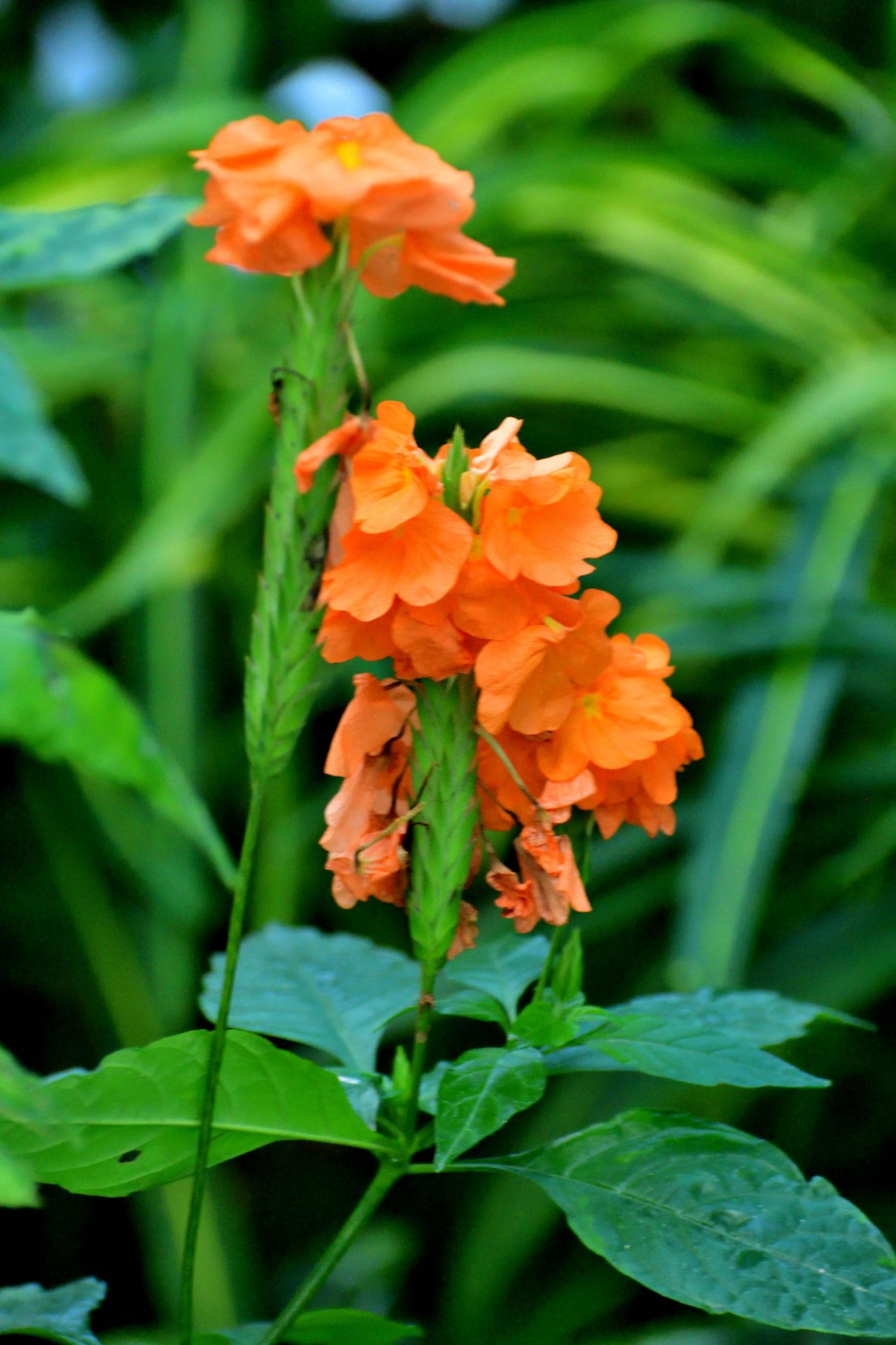 Crossandra infundibuliformis (All About Colour)