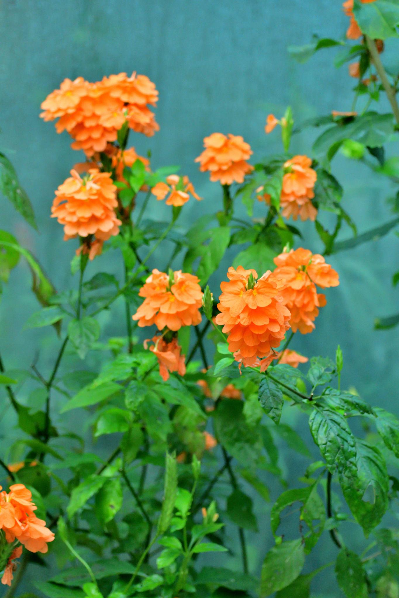 Crossandra infundibuliformis (All About Colour)