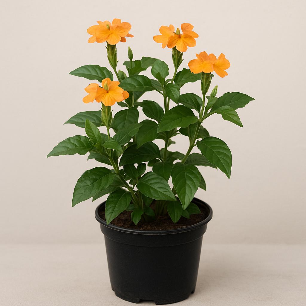 Crossandra infundibuliformis (All About Colour)