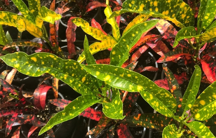 Codiaeum variegatum 'Captain Kidd' (Captain Kidd Croton)
