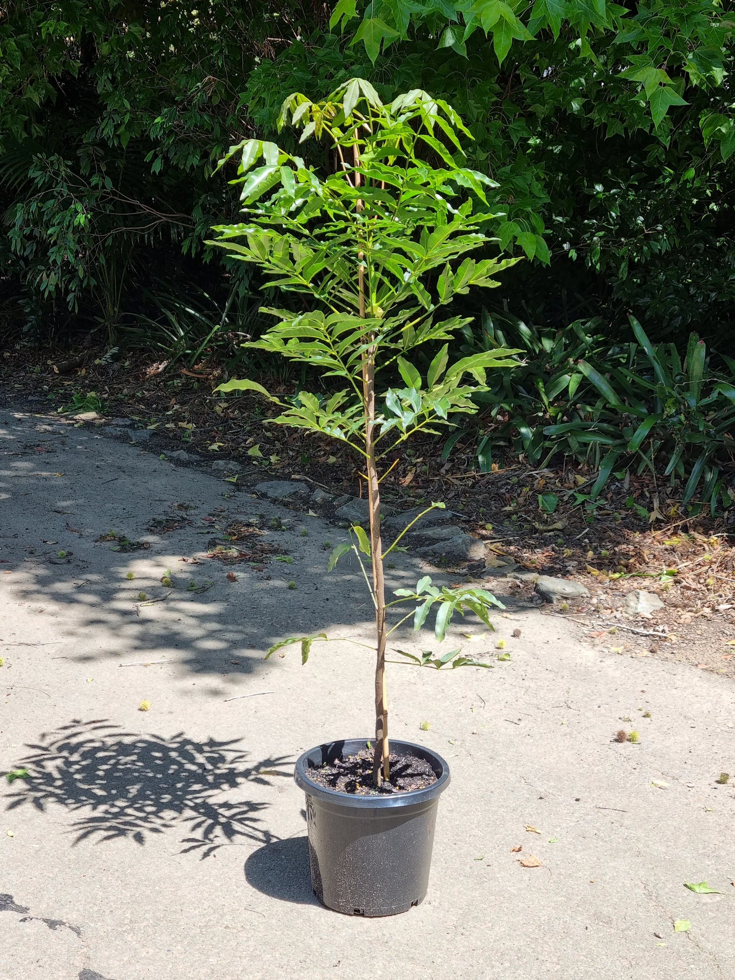 Flindersia Australis (Crow's Ash)