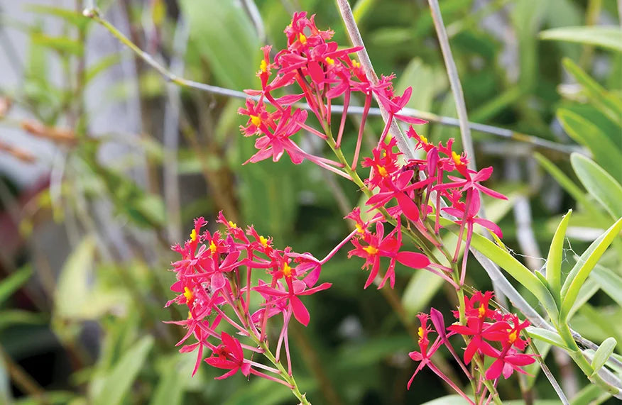 Epidendrum radicans (Crucifix Orchid)