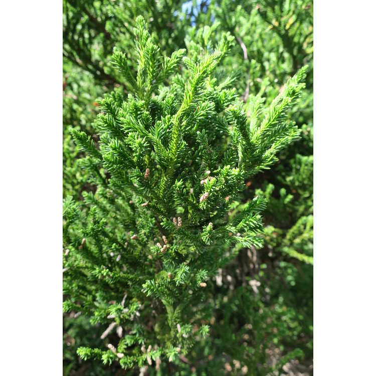 Cryptomeria japonica ‘Nana’ (Dwarf Japanese Cedar)