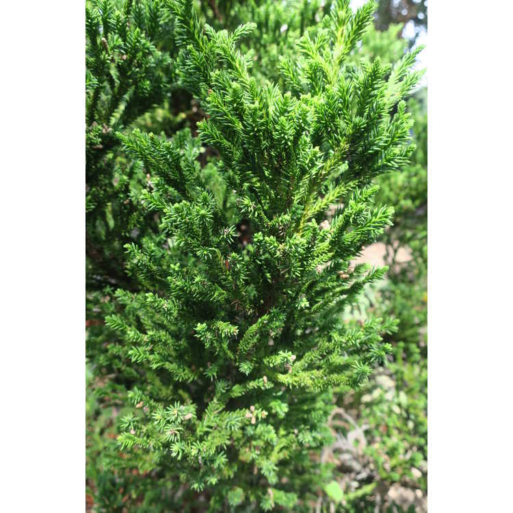 Cryptomeria japonica ‘Nana’ (Dwarf Japanese Cedar)