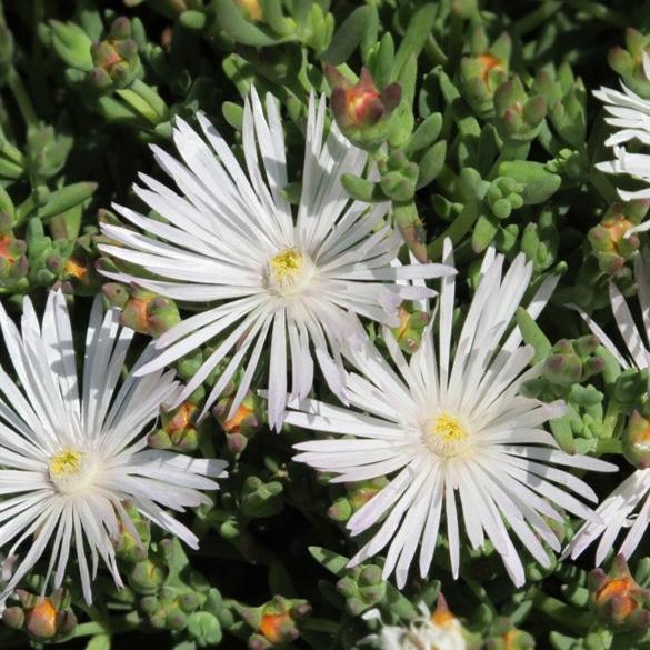 Carpobrotus Glaucescens (Pigface)
