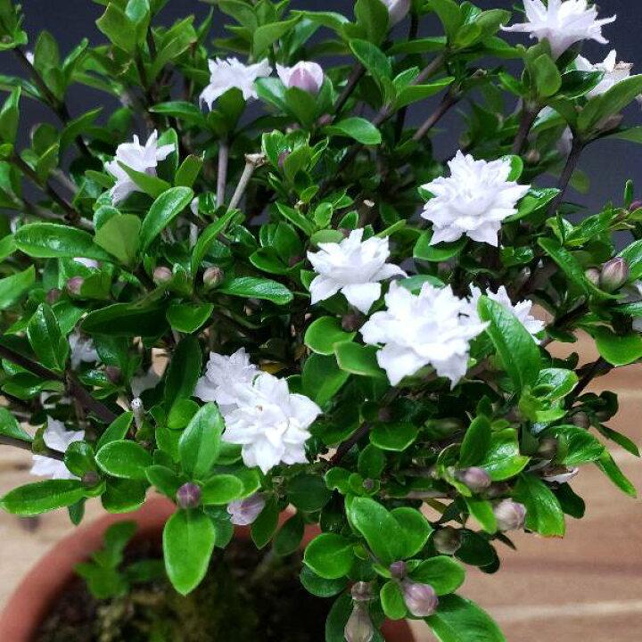 Serissa Japonica ‘Flore Pleno’ (Double White Serissa)