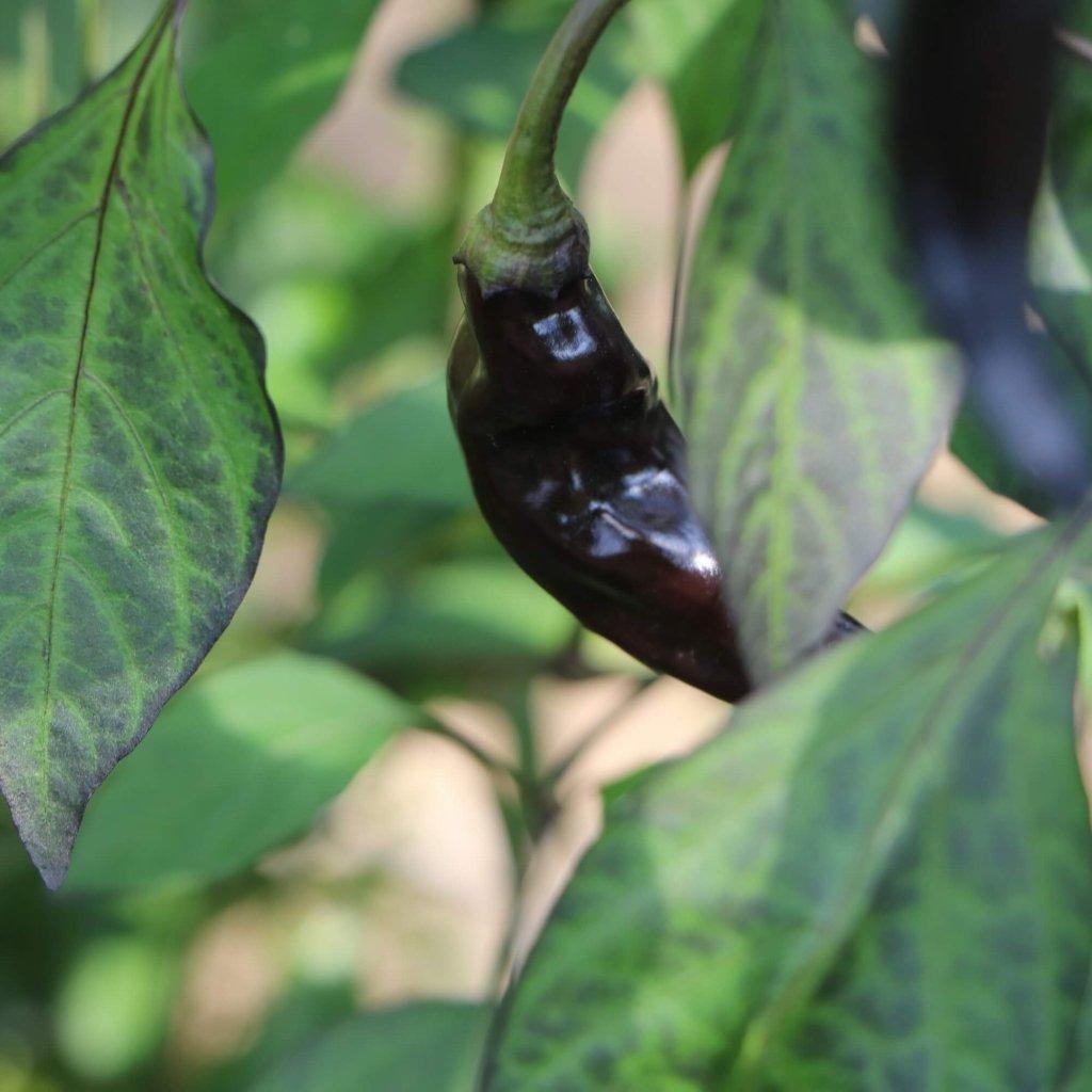 Capsicum Annuum (Yaki Blue Chilli)