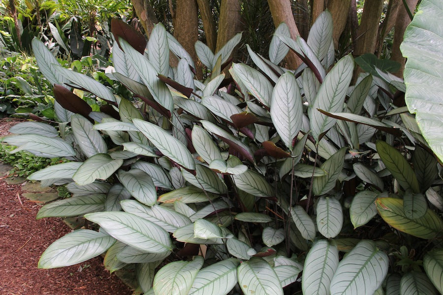 Ctenanthe setosa (Never Never Plant)