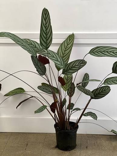 Ctenanthe Setosa (Never Never Plant)