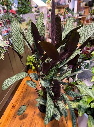 Ctenanthe Setosa (Never Never Plant)
