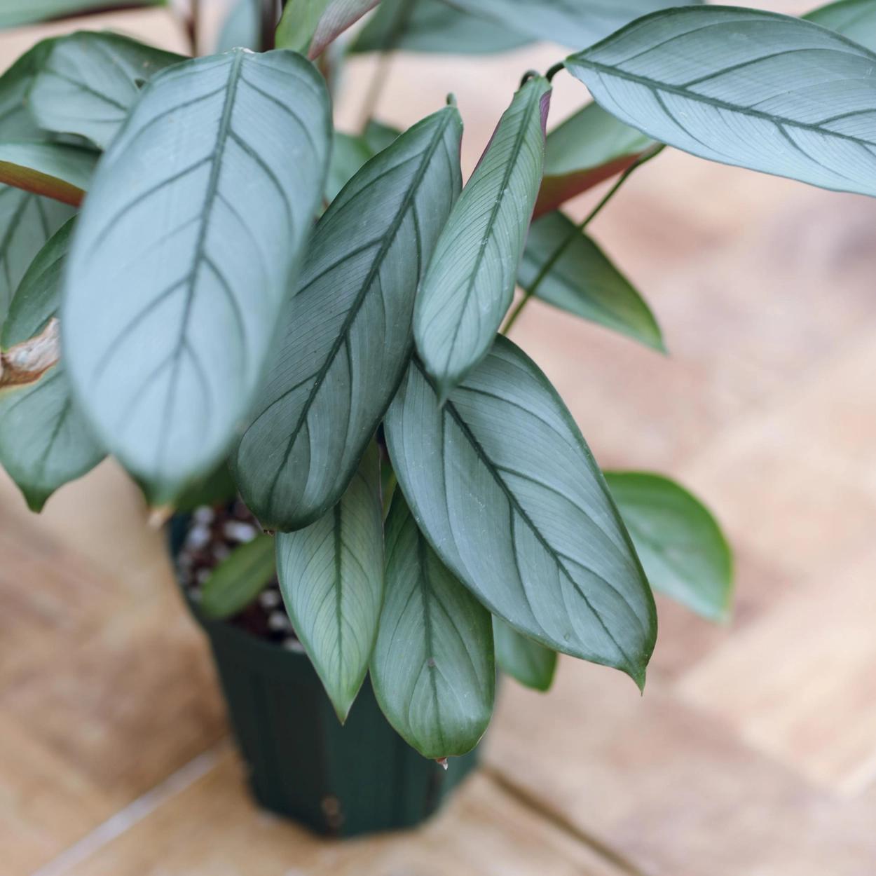 Ctenanthe Setosa ‘Grey Star’ (Never-Never Plant)