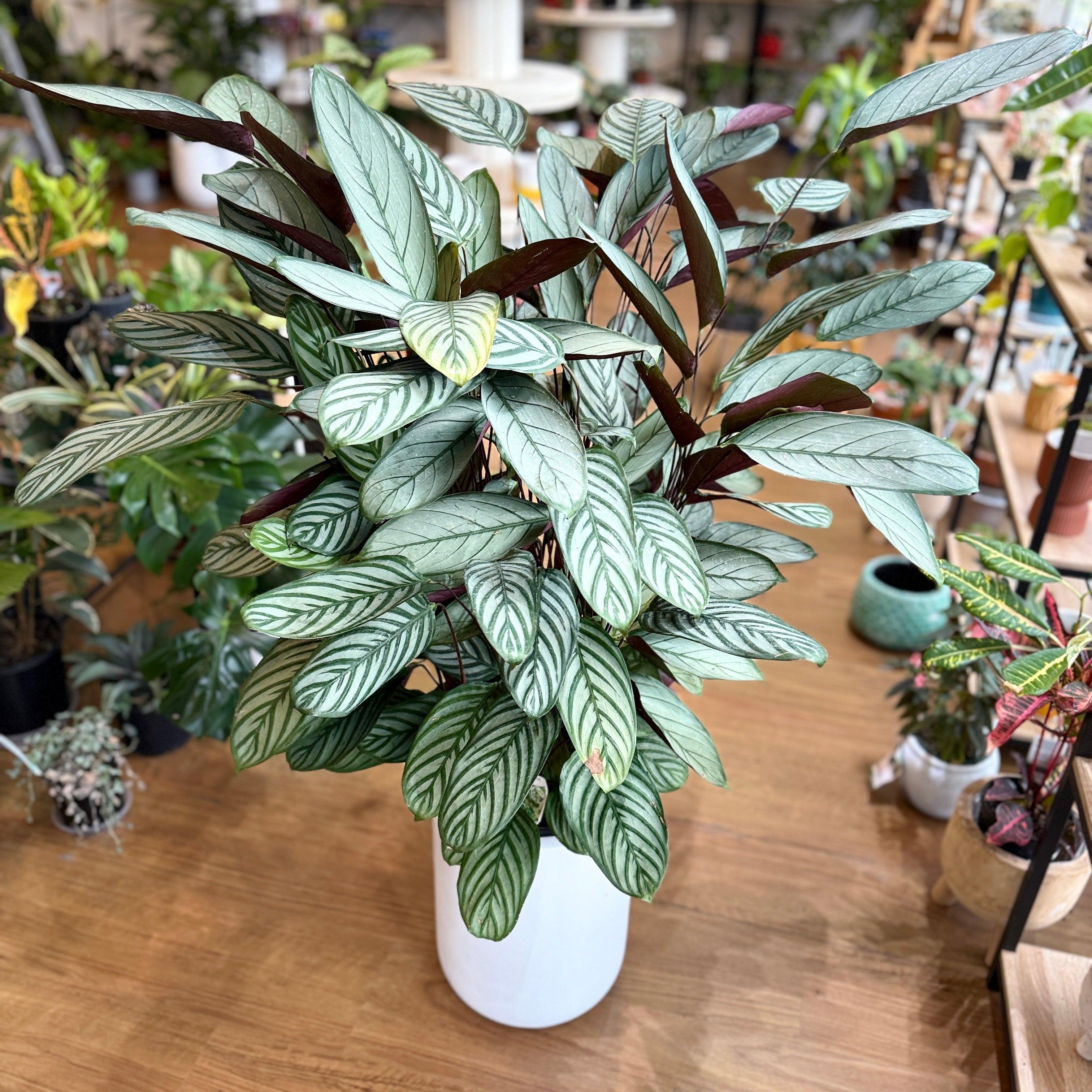 Ctenanthe Setosa ‘Grey Star’ (Never-Never Plant)