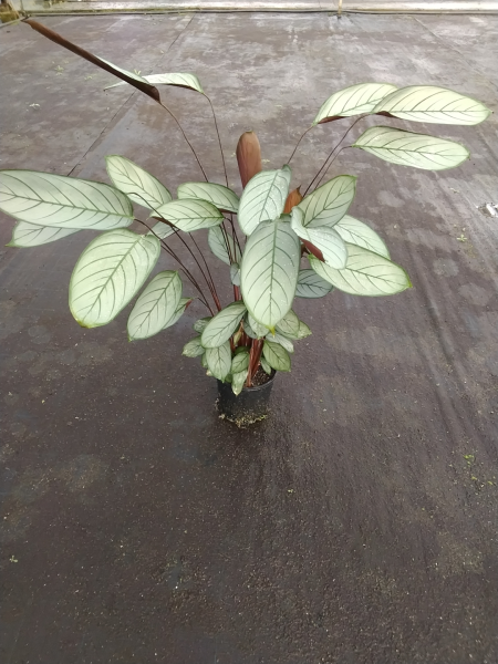 Ctenanthe Setosa (Grey Star)