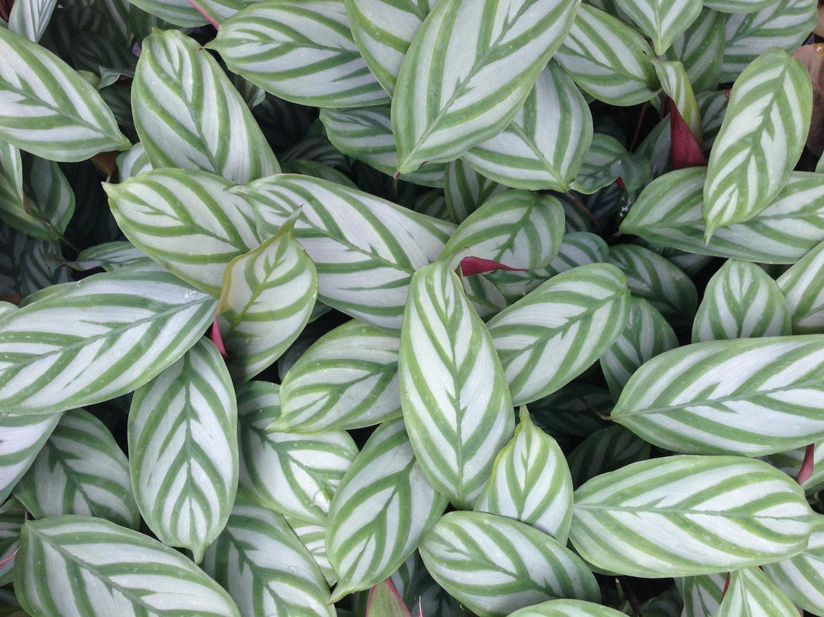 Ctenanthe oppenheimiana (Never Never Plant / Bamburanta)