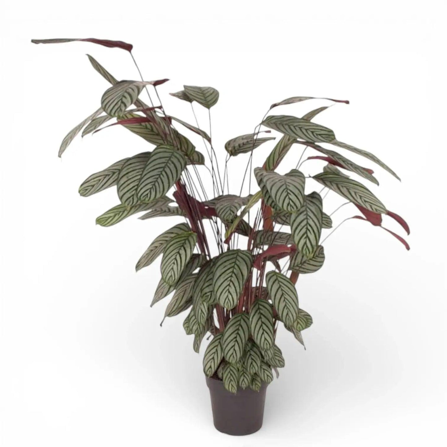 Ctenanthe oppenheimiana (Never Never Plant / Bamburanta)