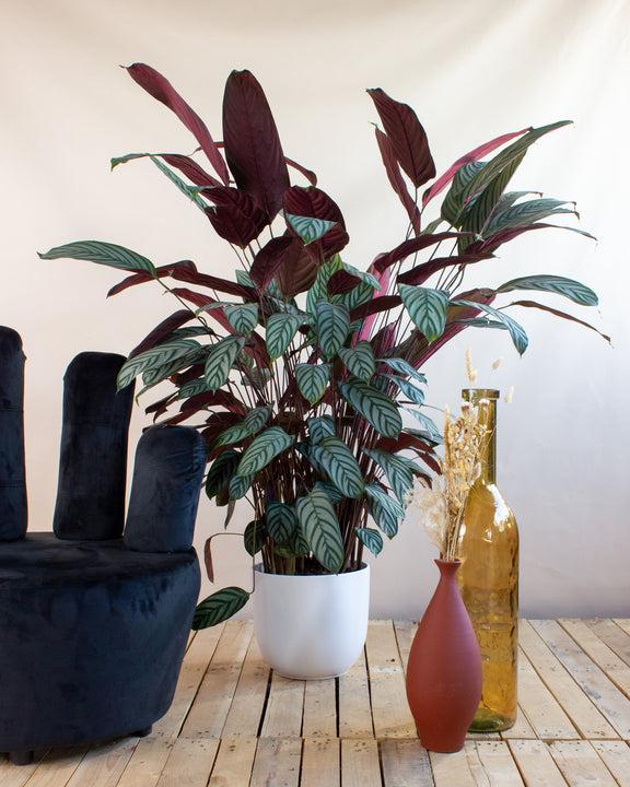 Ctenanthe oppenheimiana (Never Never Plant / Bamburanta)