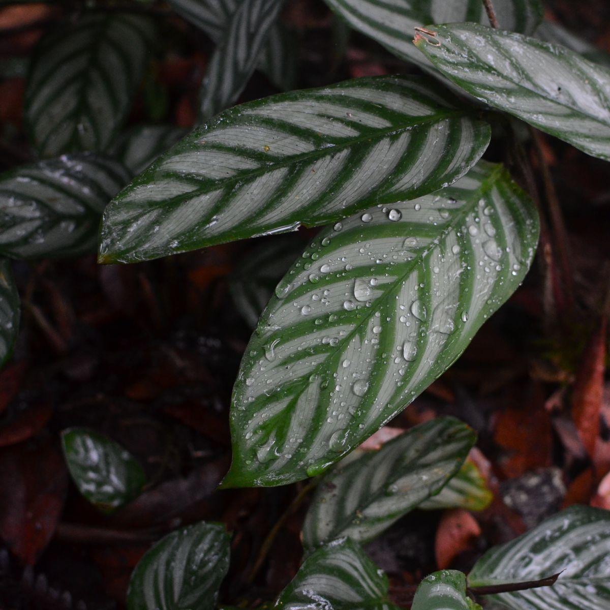Ctenanthe oppenheimiana (Never Never Plant / Bamburanta)